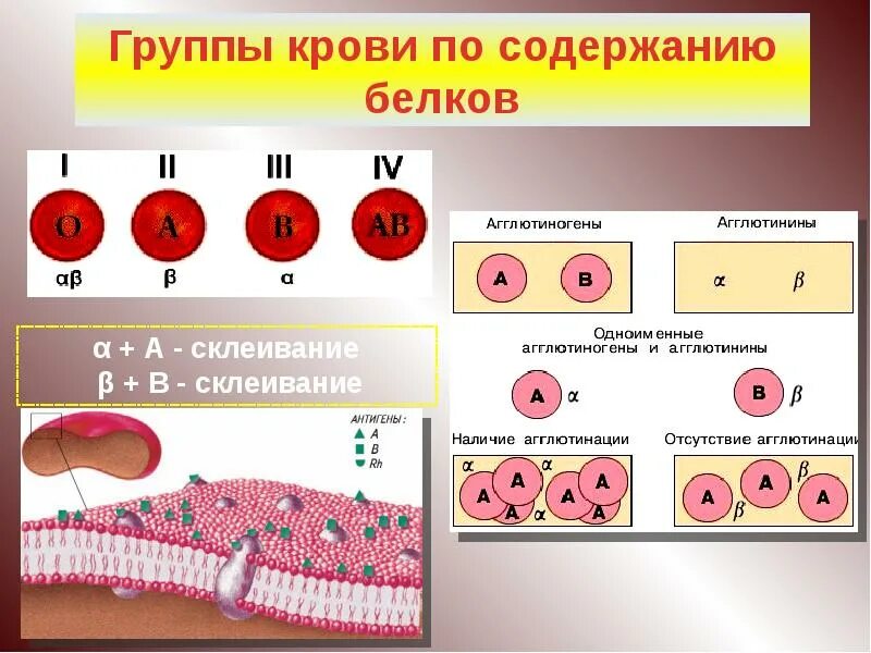 Группа крови это. Группы крови по содержанию белков. Кровь группа крови резус-фактор. Группа крови фактор. Группа крови цвет крови.