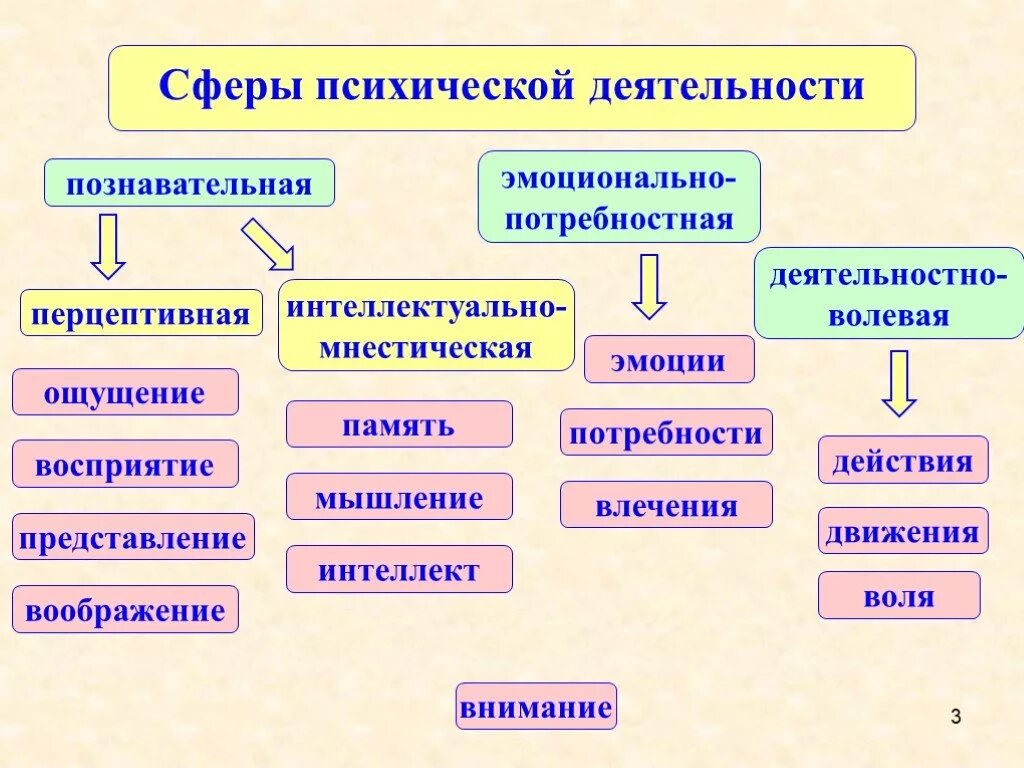 Динамикой психической деятельности человека определяют. Психическая деятельность. Типы психической деятельности. Сферы проявления психики. Психическая деятельность человека.