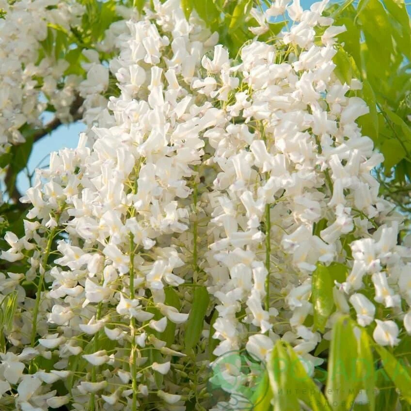 Глициния Широ нода. Глициния флорибунда белая Wisteria floribunda Alba. Глициния белая