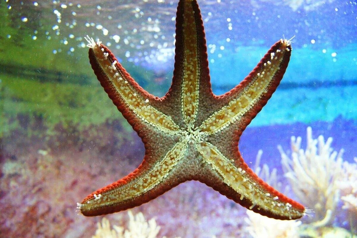 Иглокожие морские звезды. Иглокожие Echinodermata. Шестиконечная морская звезда. Морская звезда зернистый кориастер. Морская звезда 6