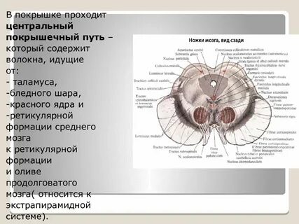Покрышка мозга