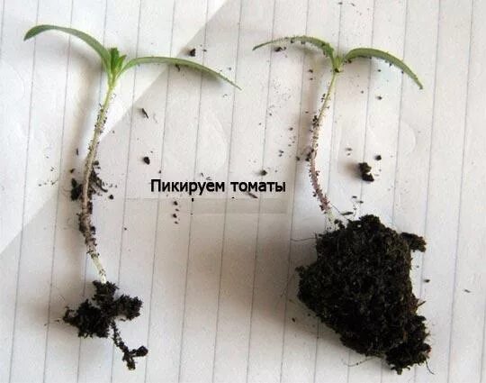 Пикирование томатов что это. Пикирование рассады помидор. правильная пикировка рассады томатов. первая пикировка томатов. что такое пикировка рассады помидоров.