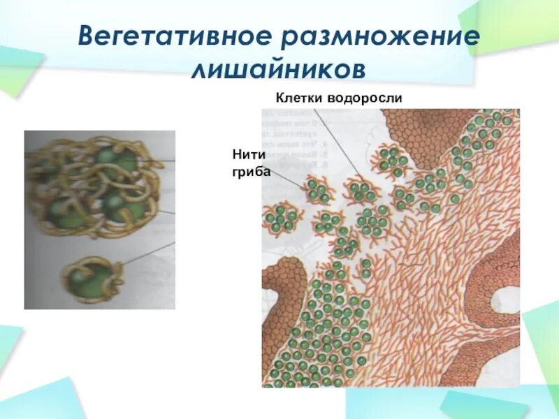 Вегетативное размножение лишайников. Клетки водоросли лишайника. Нити гриба клетки водоросли. Вегетативное размножение лишайника.