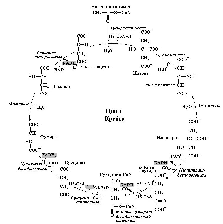 Цикл трикарбоновых кислот ЦТК биохимия. Цикл трикарбоновых кислот схема. Цикл трикарбоновых кислот Кребса биохимия. 4. Общая схема цикла трикарбоновых кислот (цикл Кребса). 3 реакция цикла кребса