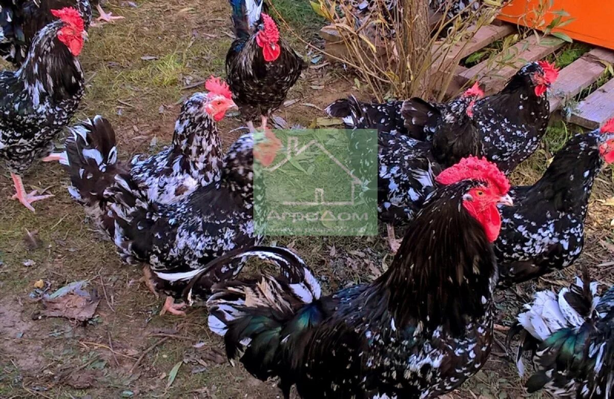 австралорп мраморный. австралорп пестрый. австралорп пестрый куры. чёрно-пёстрый австралорб. австралорп, брама, кохинхин, маран.