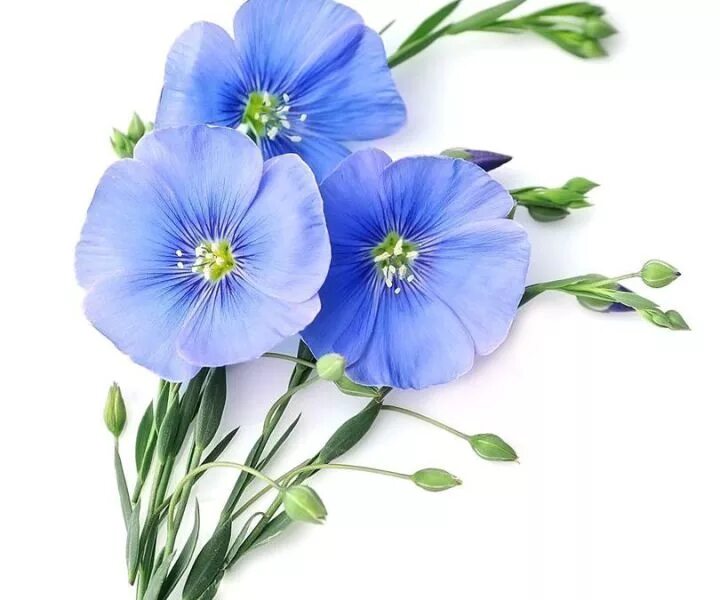 лен на белом фоне. лен рисунок. лен клипарт. лен цветок. голубенькие цветочки срезка.