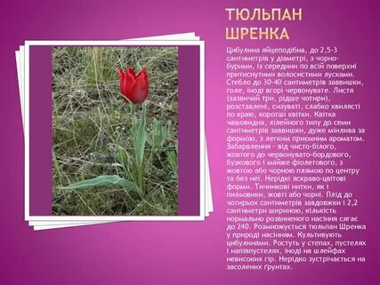 Почему тюльпаны в красной книге