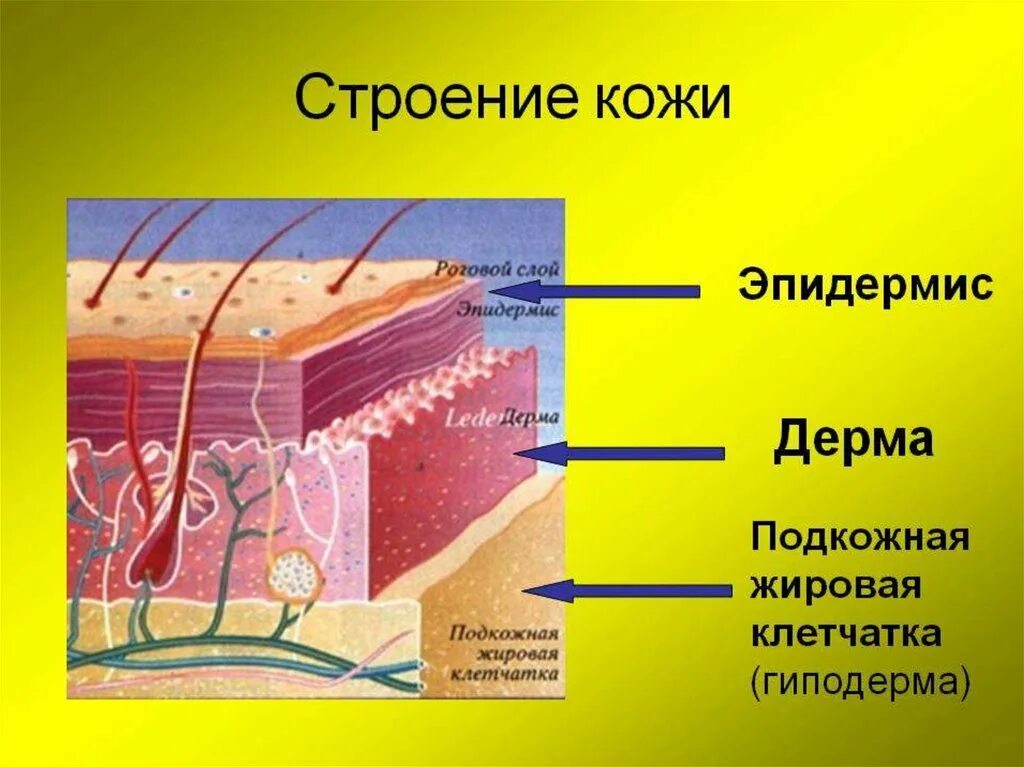 Слой строения кожи эпидермис дерма. Слой 1) эпидермис 2) дерма 3) гиподерма. Кожа эпидермис дерма гиподерма. Эпидермис дерма гиподерма строение.