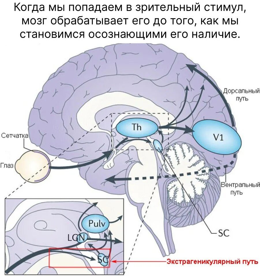 Передача сигнала в мозг. Схема зрительных путей мозга. Переработка информации в зрительной коре