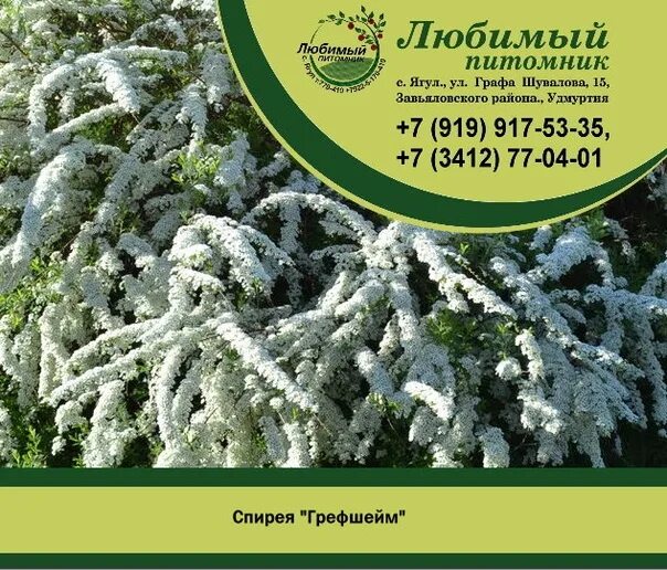 Питомник саженцы. Любимый сад питомник. Интернет магазина питомника любимый сад. Можжевельник чешуйчатый мейери. Любимый питомник ягул.