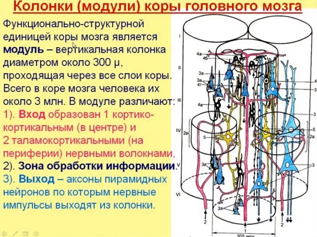 Организация коры головного мозга. Колонка модуль коры головного мозга. Нейронные колонки. Корковая колонка. Модульная организация коры головного мозга.