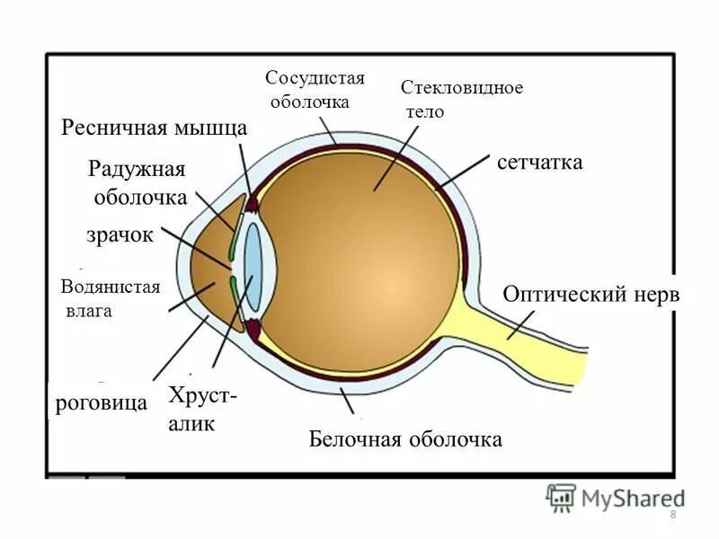 Белочная оболочка глаза человека. Сосудистая оболочка и стекловидное тело. Водянистая влага глаза находится. Белочная оболочка глаза. Водянистая влага функции.