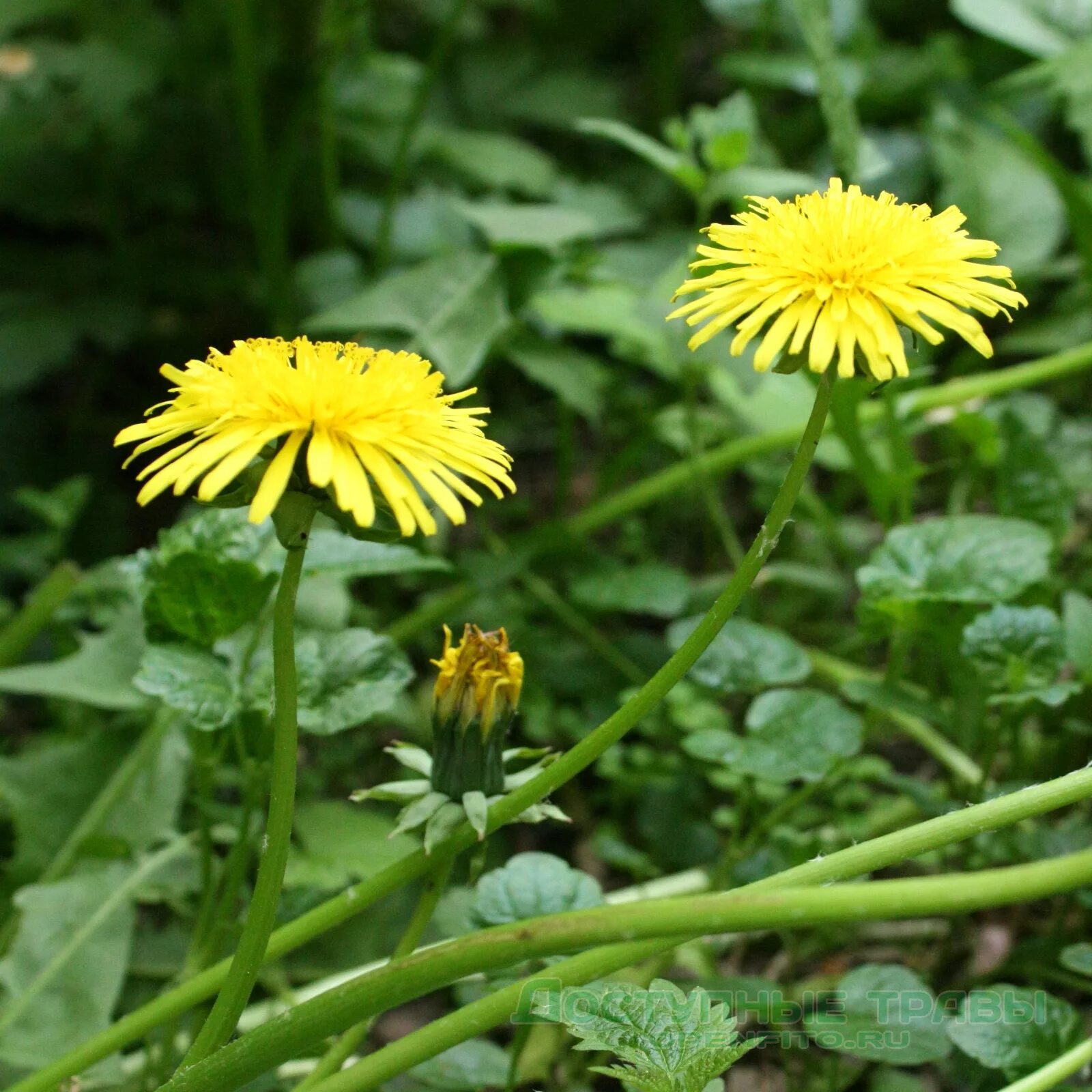 Одуванчик листья. Одуванчик листья. Одуванчик листья. Одуванчик узколопастный. Зелень одуванчика.