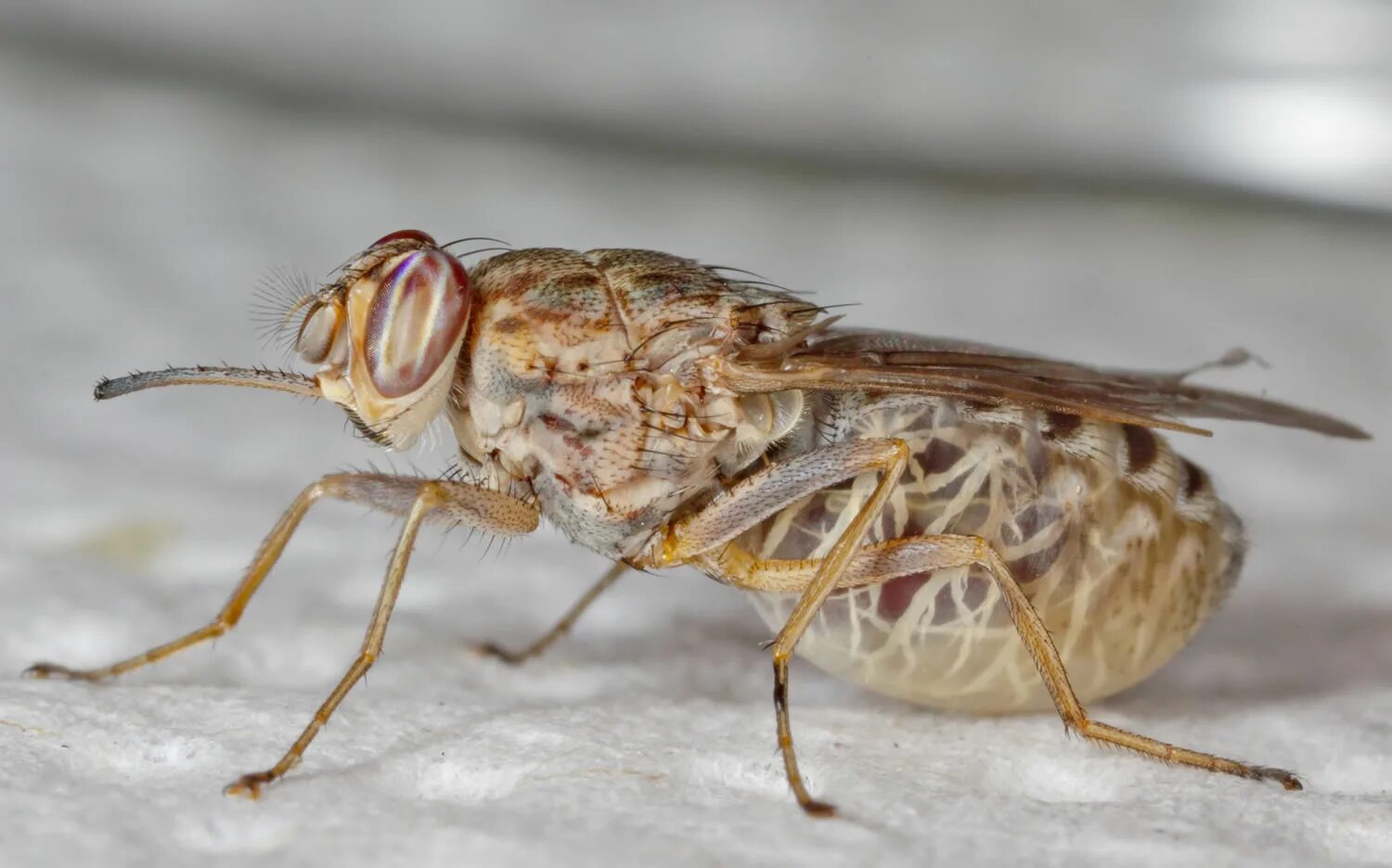 Tsetse fly. Муха ЦЕЦЕ. Африканская Муха ЦЕЦЕ. Муха ЦЕЦЕ зеленая. Насекомые Муха ЦЕЦЕ.