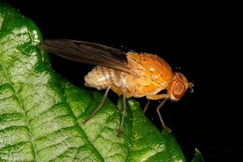 Fruit fly