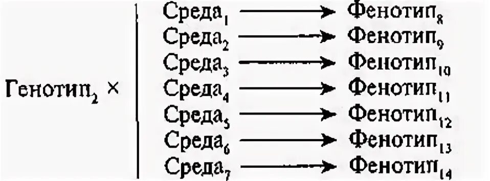 Влияние среды на генотип. Норма реакции и диапазон реакции. Генотип и среда. Норма и диапазон реакции. Пример нормы реакции и диапазона реакции. Иогансен норма реакции.