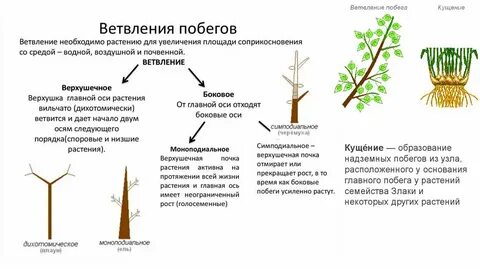 Рост побега растений