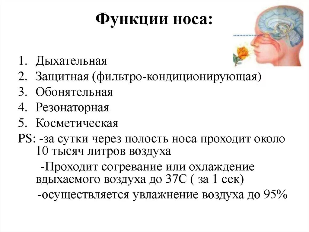 Перечислите функции носа. Функции носовой полости. Функции носа человека. Назовите функции носовой полости.