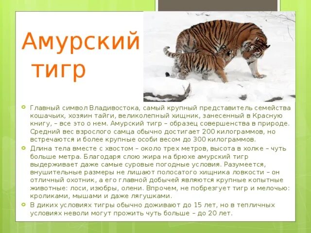 Сообщение о животном из красной книги тигр. Рассказ о тиграх из красной книги. амурский тигр занесен в красную книгу.