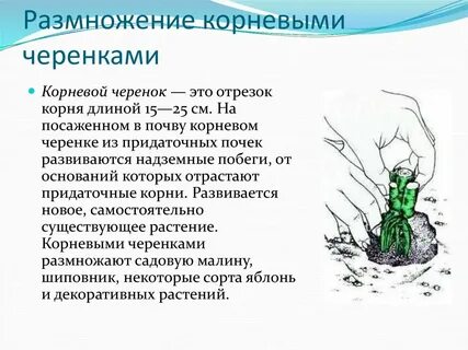 Размножение корневой системой