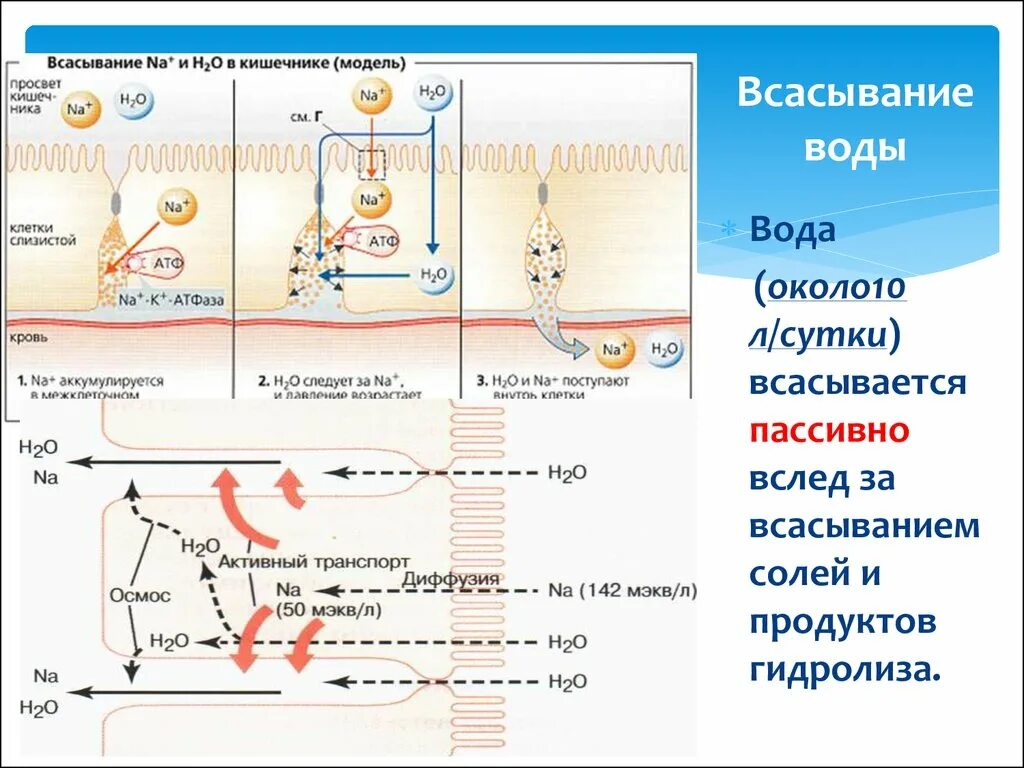 В тонкой кишке происходит всасывание в кровь. Всасывание солей и воды в толстом кишечнике. Механизм всасывания натрия и воды в кишечнике. Вода всасывается в кишечнике. Нарушение всасывания в толстом кишечнике.