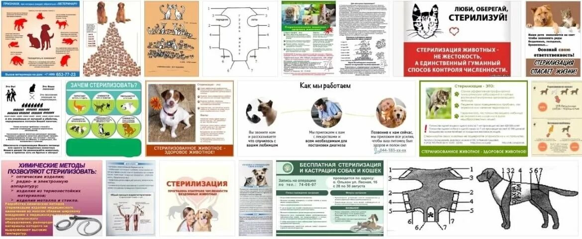 Минусы стерилизации собак. Стерилизация кошек и собак. Стерилизация кошки схема.