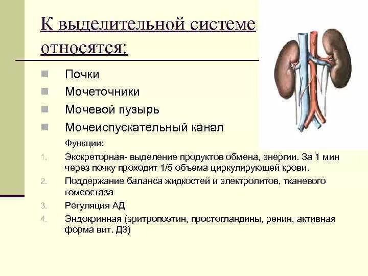 Какие органы входят в выделительную систему человека. К выделительной системе органов относят. Почки мочеточник мочевой пузырь схема расположения. К органам выделительной системы не относят. Выделительная система человека строение почки.