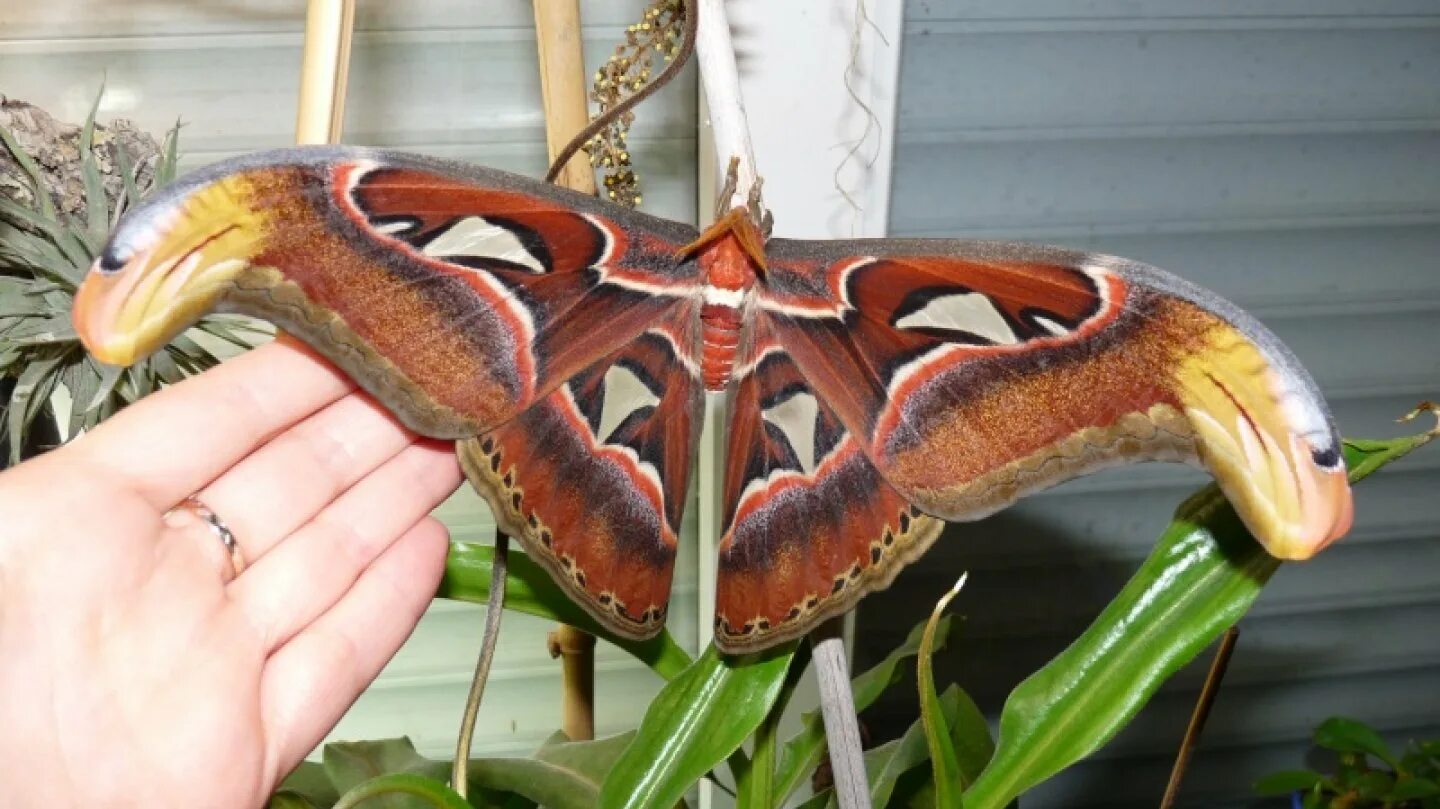 бабочка павлиноглазка геркулес. павлиноглазка атлас attacus atlas. есть большой бабочки. бабочка калиго атрей. бабочка павлиноглазка цекропия.