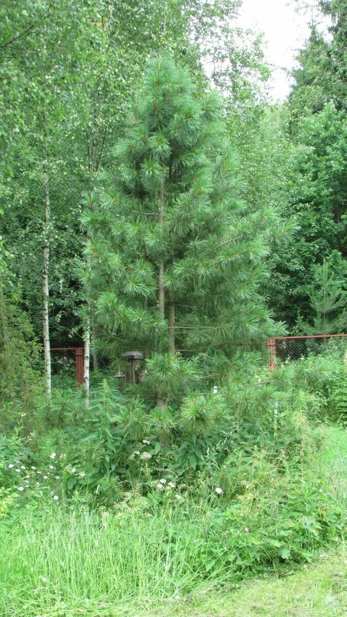 Кедр хвойная порода. Кедр Сибирский сосна Сибирская Pinus sibirica. Сосна Кедровая Сибирская 4 метра. Медвежьегорский кедр растет. Сосны на даче.