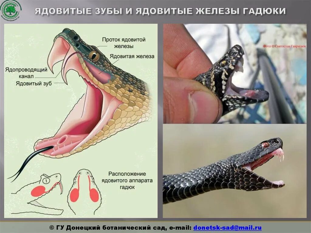 Гадюка обыкновенная яд. Строение ядовитых зубов у змей. Строение ядовитых желез у змей. Строение ядовитого аппарата гадюк.