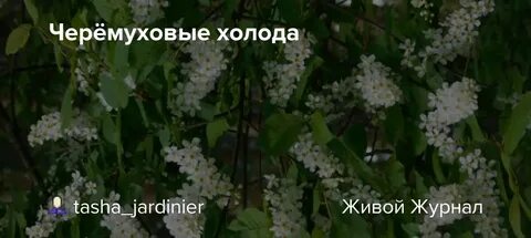 Черемуховые холода