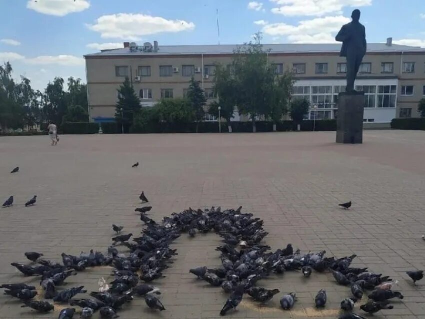 Острогожск площадь Ленина. Голуби на площади. Голуби на площади Ленина. Голуби Воронежа.