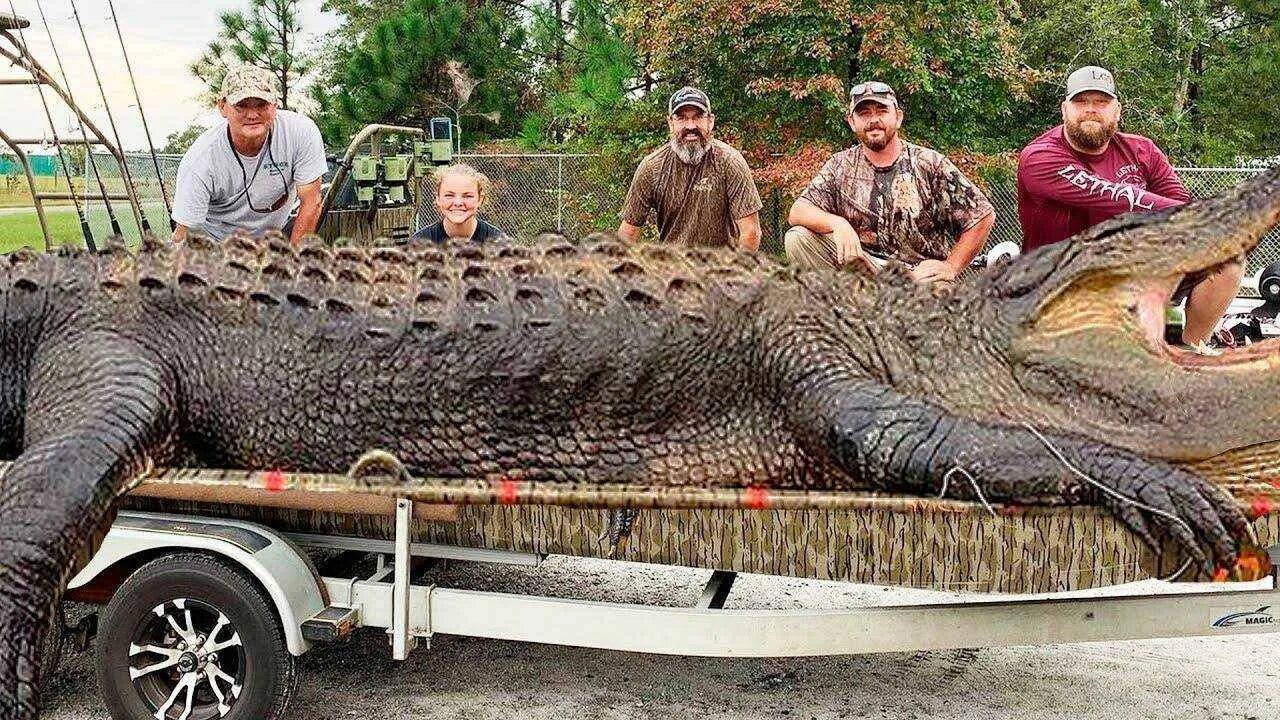 Самый большой конец в мире. Самый большой гребнистый крокодил в мире.