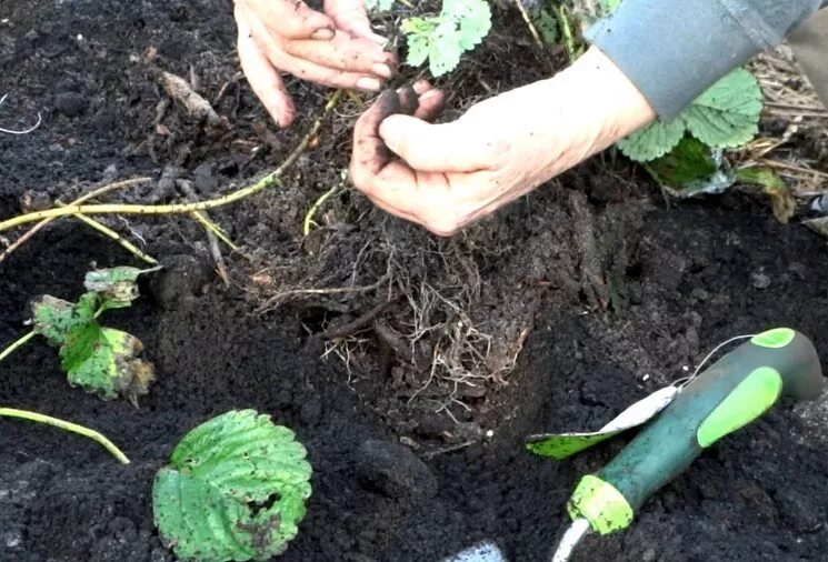 Уход за земляникой весной после зимы. Рыхление клубники весной. Клубника после зимы. Рыхление земли вокруг клубники. Обработать Викторию весной.