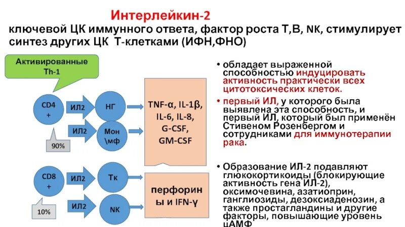 Цитотоксический иммунный ответ. Уровни регуляции иммунного ответа. Интерлейкины и их функции. Механизмы регуляции иммунного ответа. Роль ЦК В регуляции иммунного ответа.