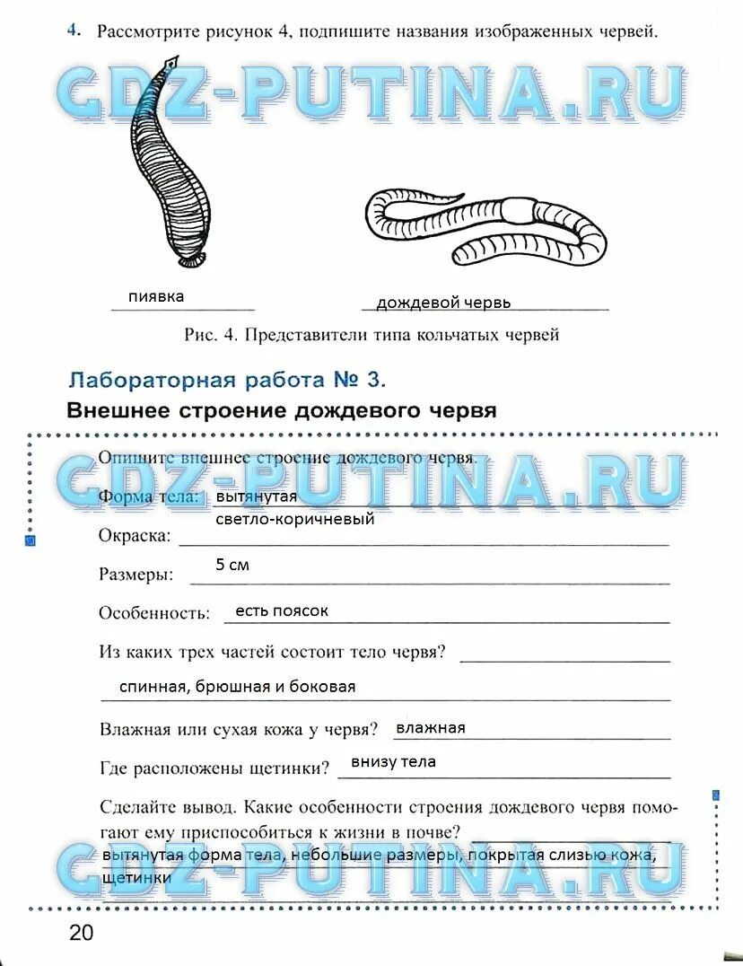 Внешнее строение дождевого червя передвижение раздражимость. Задания по биологии 7 класс. внешнее строение дождевого червя. лабораторная по кольчатым червям 7 класс. 7 класс биология на пятерку.