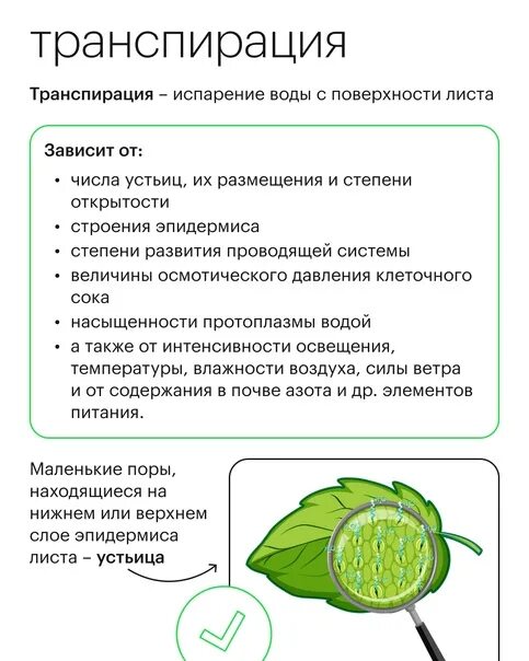 Осуществляет транспирацию