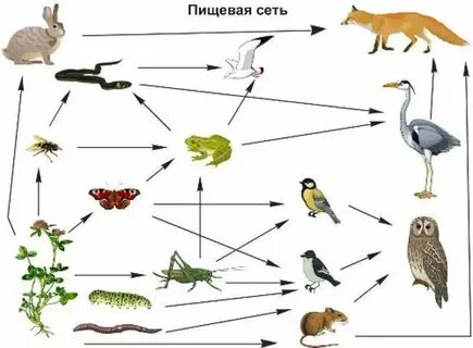 Какая сеть растения