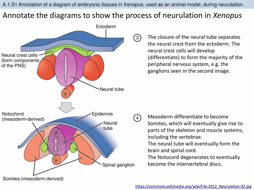 Neural development. Usmle neurology. neural tube differentiation. formation of axial organs. embryogenesis of nervous system.
