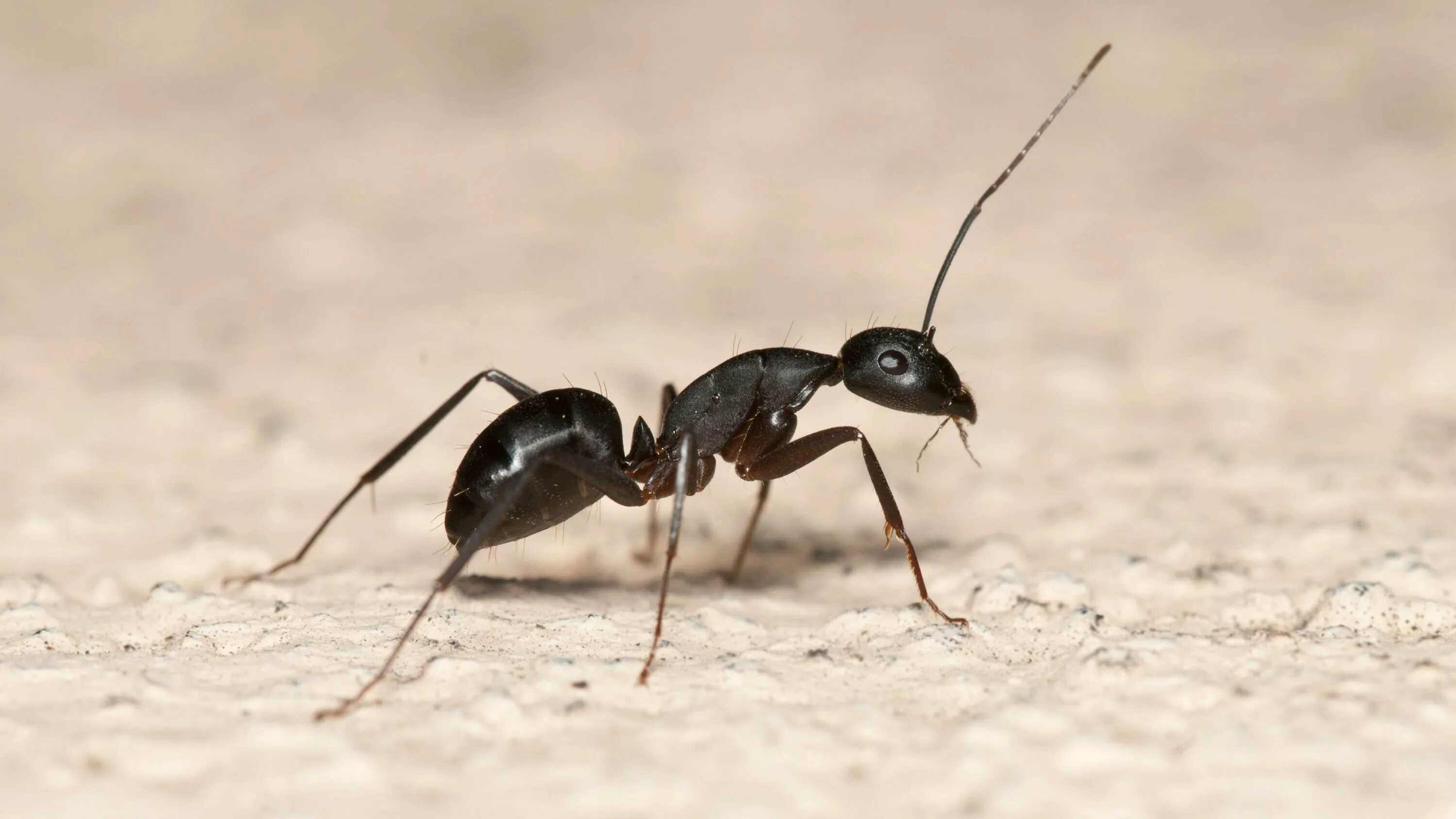 Very ant. Grounded муравей. Фараоновые муравьи муравейник. Cataglyphis bombycina. Муравей бульдог.
