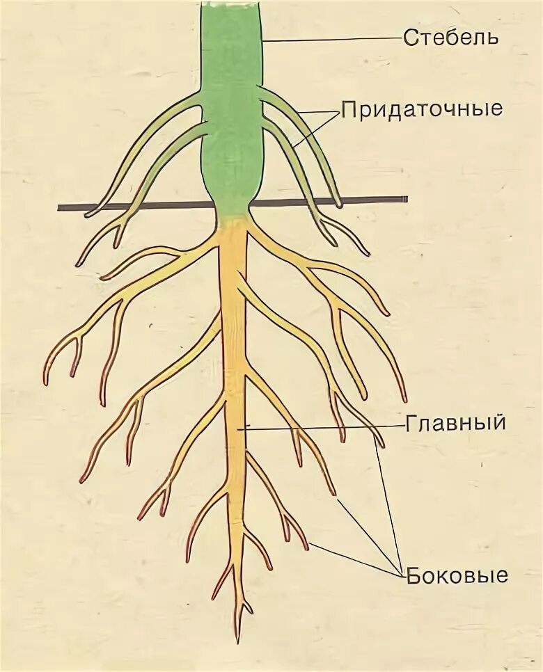 Главные и придаточные корни образуют. Боковые корни и придаточные корни. Строение корня боковые придаточные. Придаточные корни развиваются на. Придаточные корни это в биологии 6 класс.