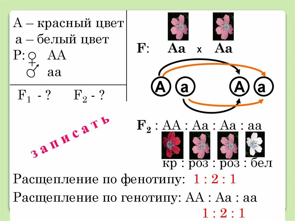 Анализирующее скрещивание неполное доминирование 10 класс. Анализирующее скрещивание. анализирующее скрещивание пример. анализирующее скрещивание рисунок. какая схема характерна для анализирующего скрещивания?.