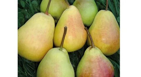 Вкус груши