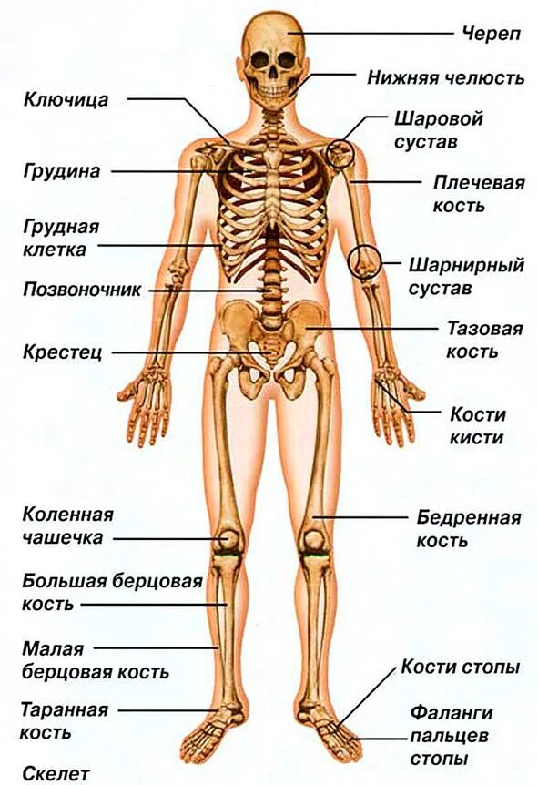 Типы строения скелета человека. Костный скелет человека с названиями костей. анатомическое строение скелета человека. кости скелета строение скелета. кости скелета схема.