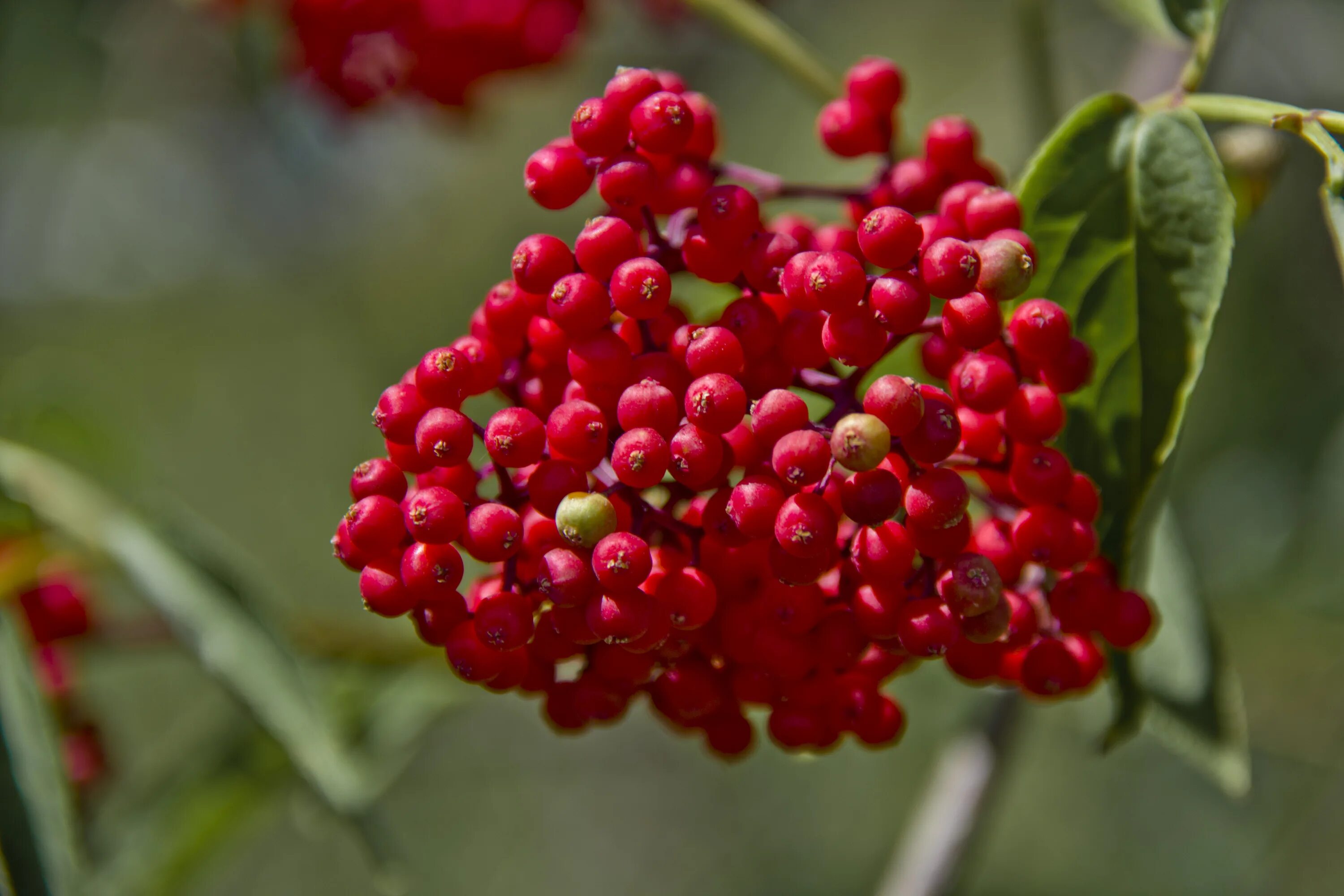 Бузина красная кистистая. Бузина красная Sambucus. Бузина Волчья ягода. Бузина кистистая куст.