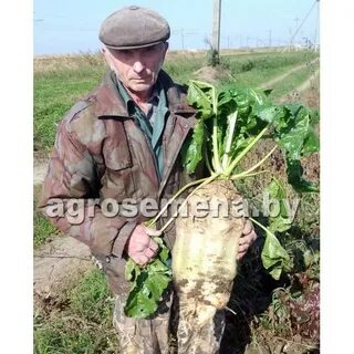 Лист кормовой свеклы