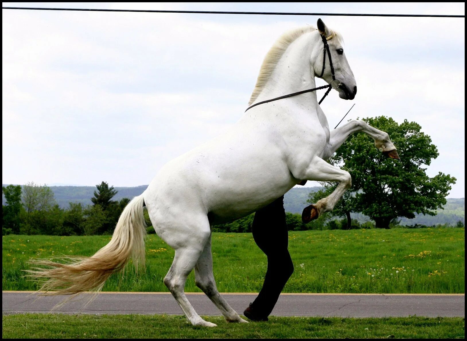 Липицианская лошадь. Лошади липицианской породы. Липицианская порода лошадей. Липпицианская лошадь. Липпицианская лошадь белая.