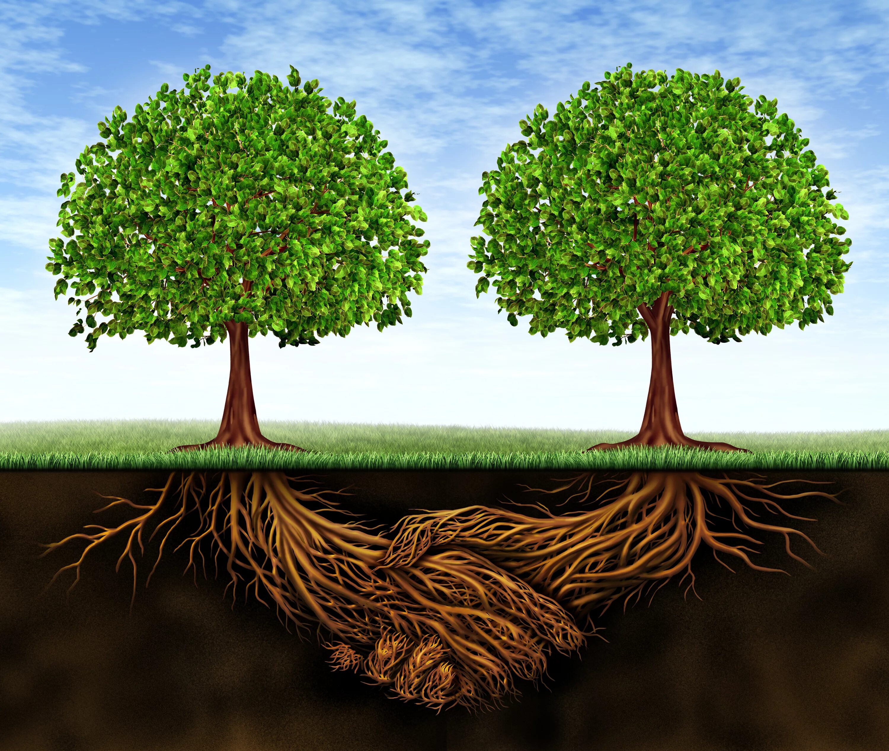 2 tree