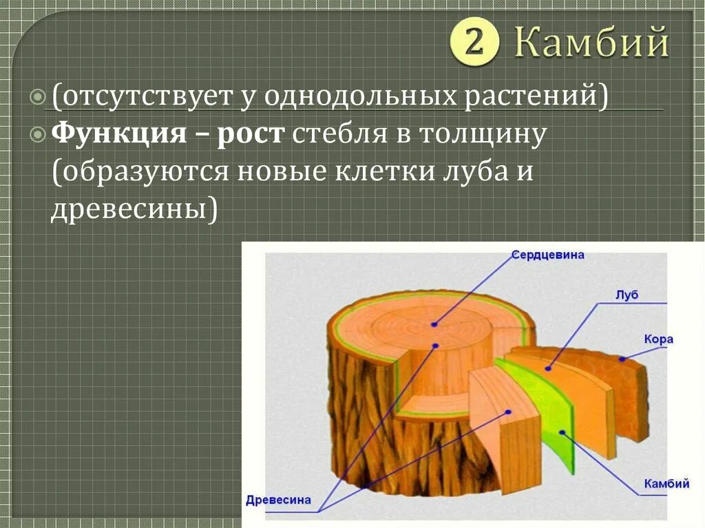 Камбий функции 6 класс. Функция камбия биология 6 класс. Древесина строение и функции. Строение стебля древесина функция. Какую функцию выполняют сосуды у растений впр