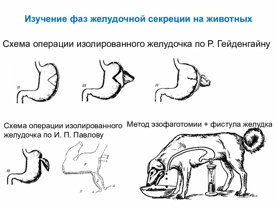 Методика исследования животных